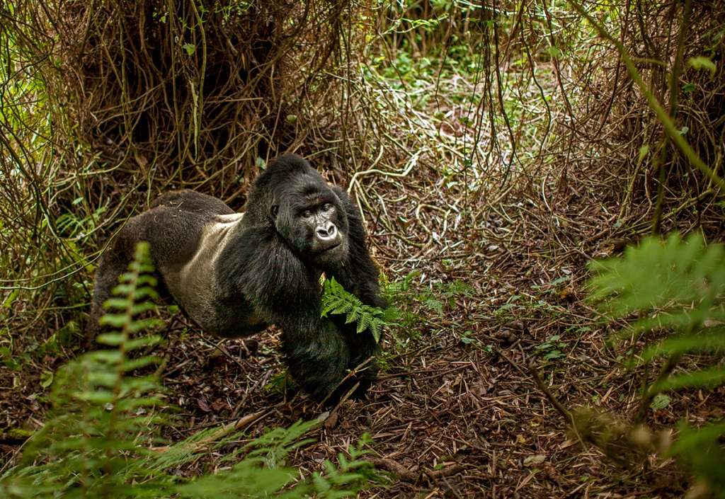 2-Day Rwanda Gorilla Safari | Volcanoes National Park Trek