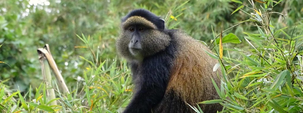 4-Day Exclusive Rwanda Gorilla & Golden Monkey Safari | Volcanoes National Park Adventure