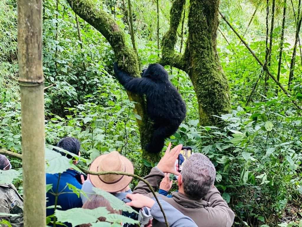 Behind the Scenes Gorilla Trekking Experience in Rwanda
