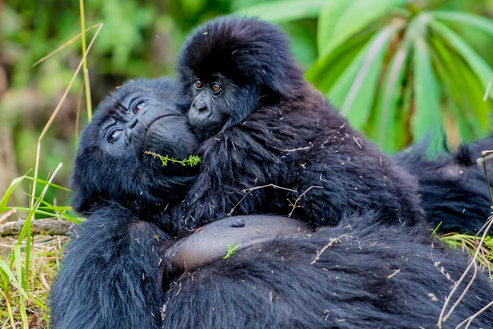 Luxury Rwandan Primate Safari | Chimps, Gorillas & Golden Monkeys