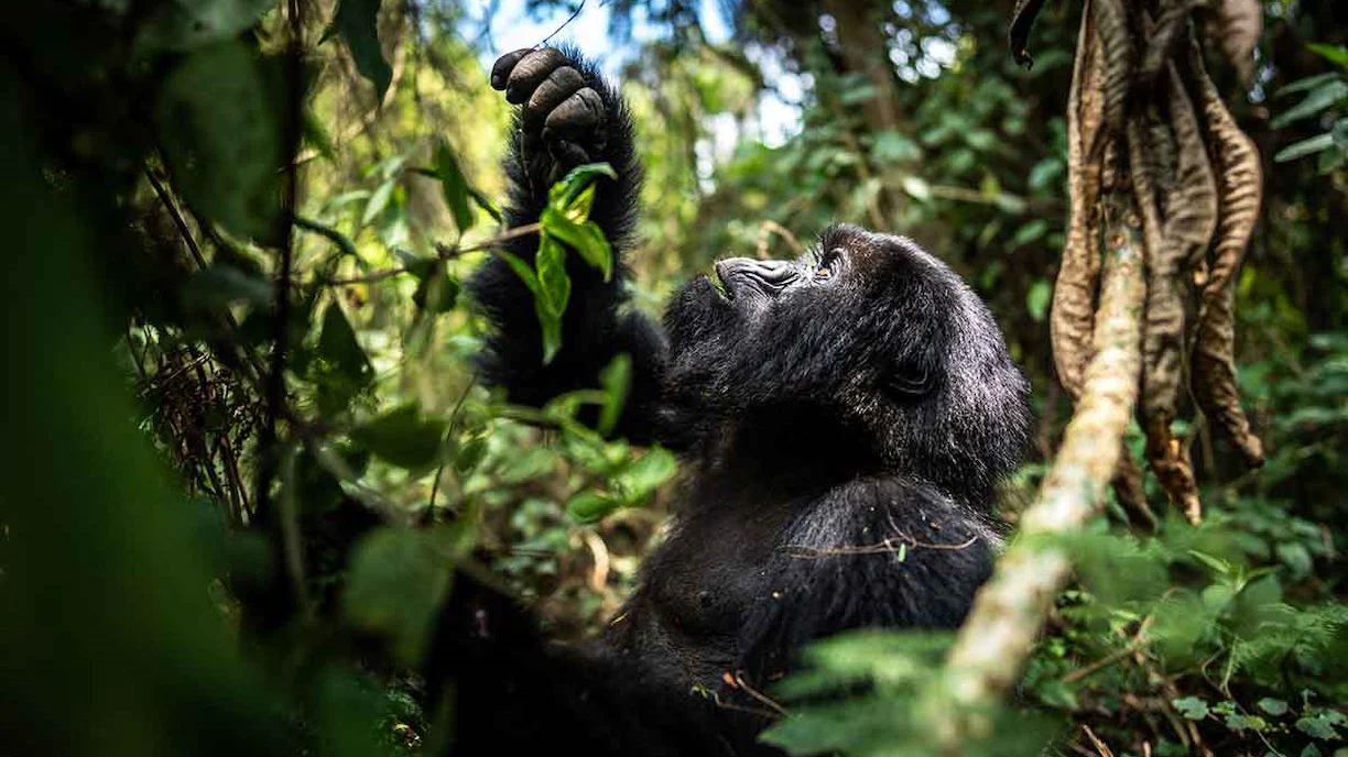 Rwanda Gorilla Expeditions: Gorilla Trekking & Wildlife Safaris.