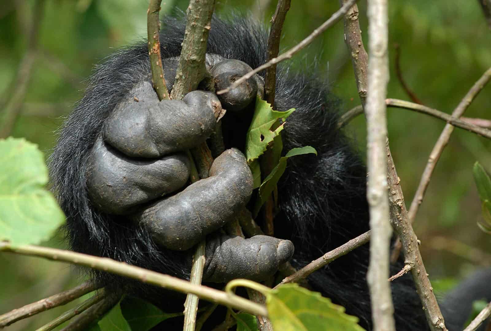 Rwanda Gorilla Trekking Expeditions | Permits, Tours & Volcanoes National Park Safaris
