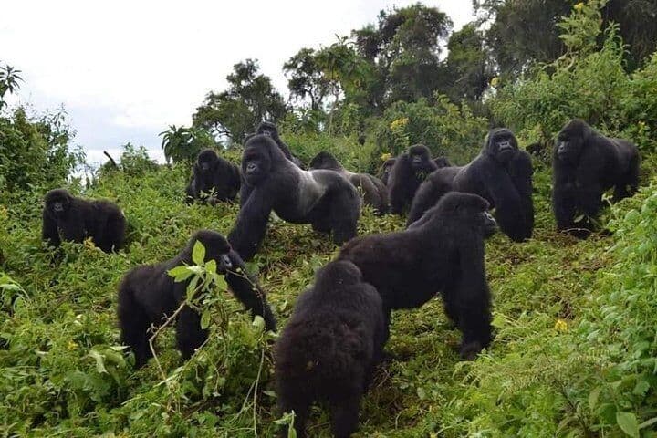8-Day Ultimate Rwanda Safari