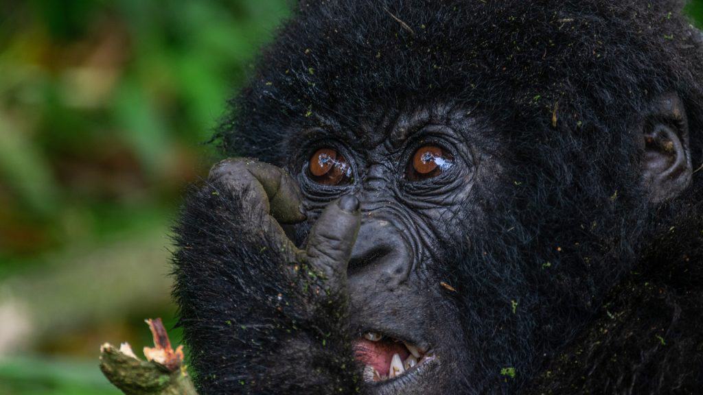 1-Day Rwanda Gorilla Trek from Kigali
