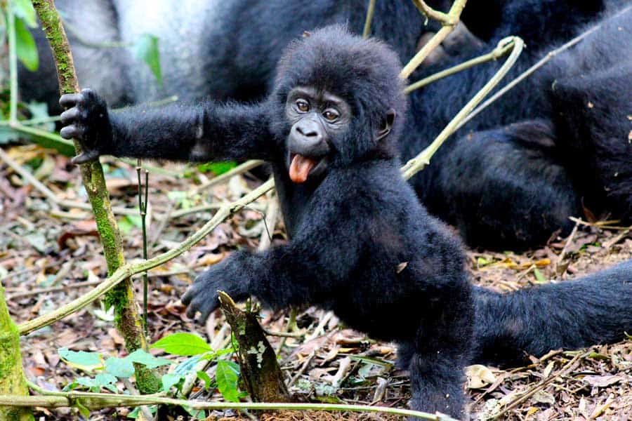 Rwanda Fly-In Gorilla & Chimpanzee Safari – Luxury Primate Expedition 2026