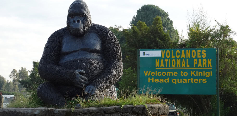 Gorilla Trekking in Rwanda 2026 – Permits, Cost, Best Time & Volcanoes NP Guide