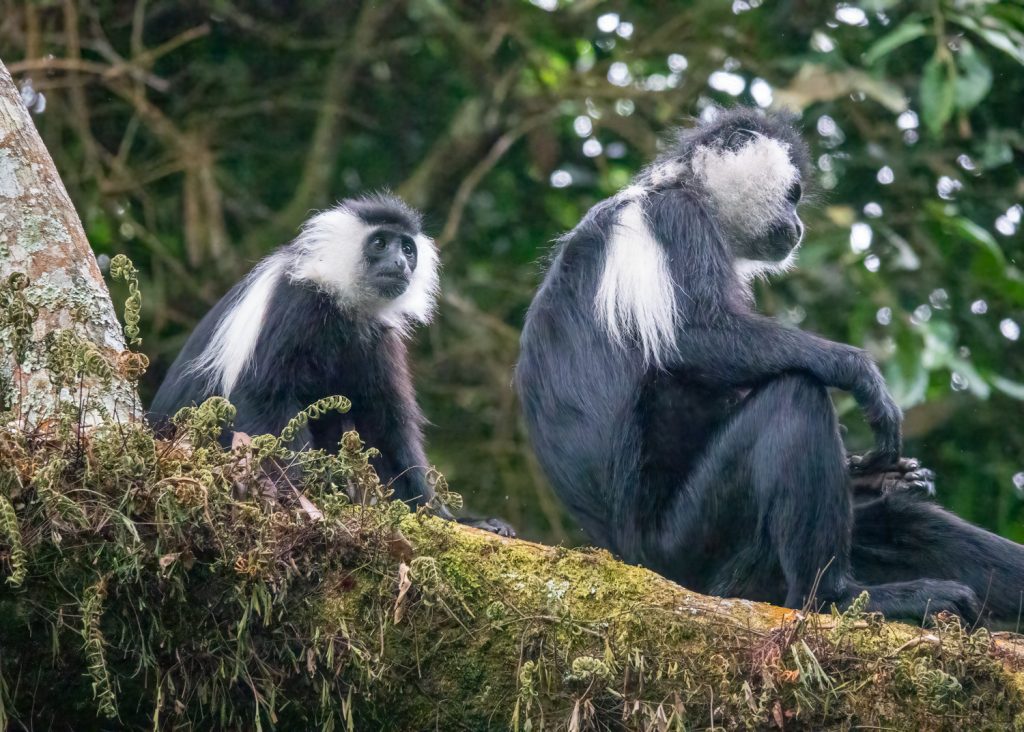 Angola Colobus Monkey Troops in Nyungwe Forest