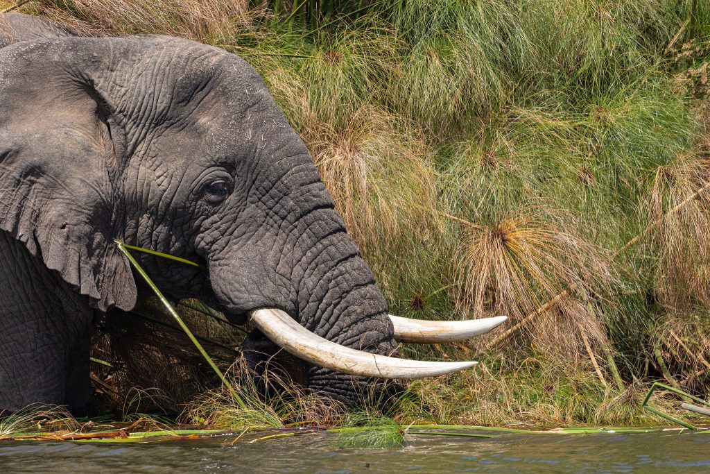 Lake Ihema Akagera National Park