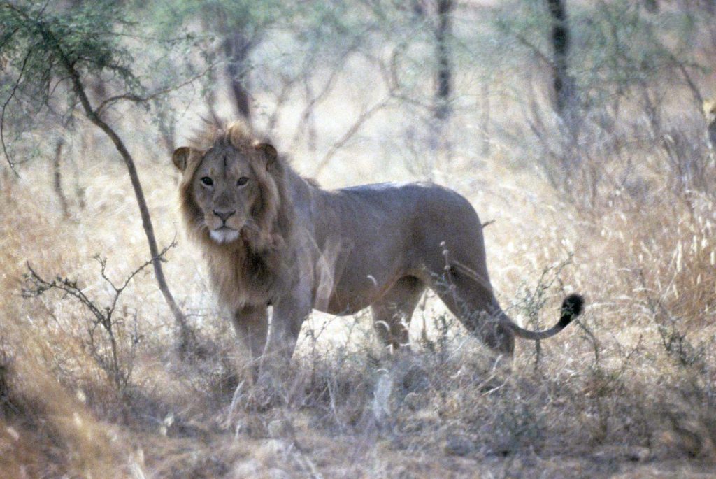 Lions of Akagera