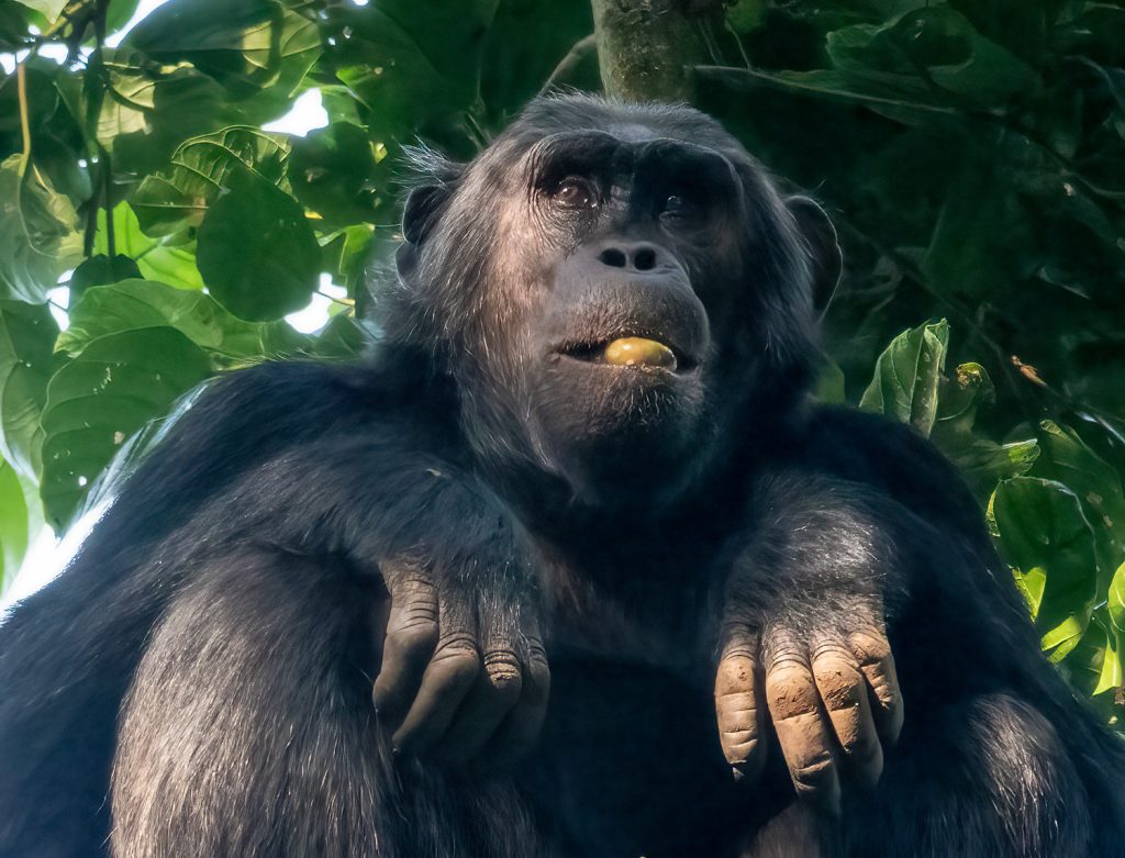 Chimpanzee Trekking in Nyungwe Forest National Park